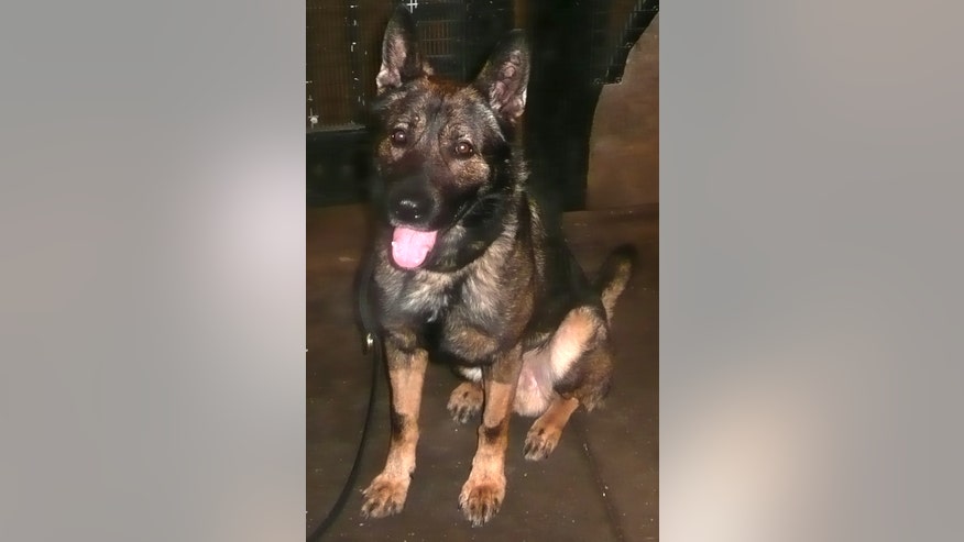 NYPD Military Service_Cala.jpg